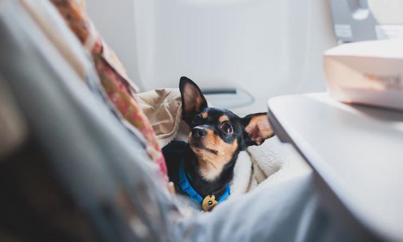 Dog on a plane (image used for illustrative purpose) [Shutterstock]