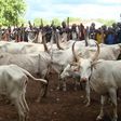 Cattle breeders. The Miyetti Allah