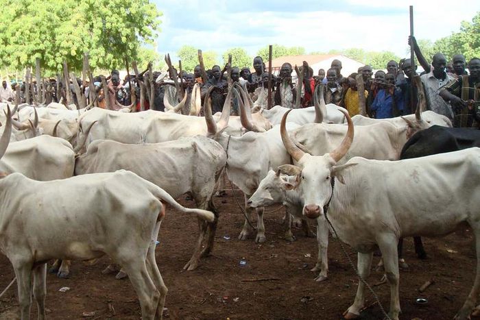Cattle breeders. The Miyetti Allah