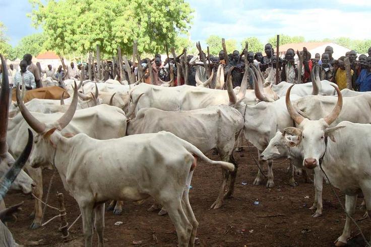 Cattle breeders. The Miyetti Allah