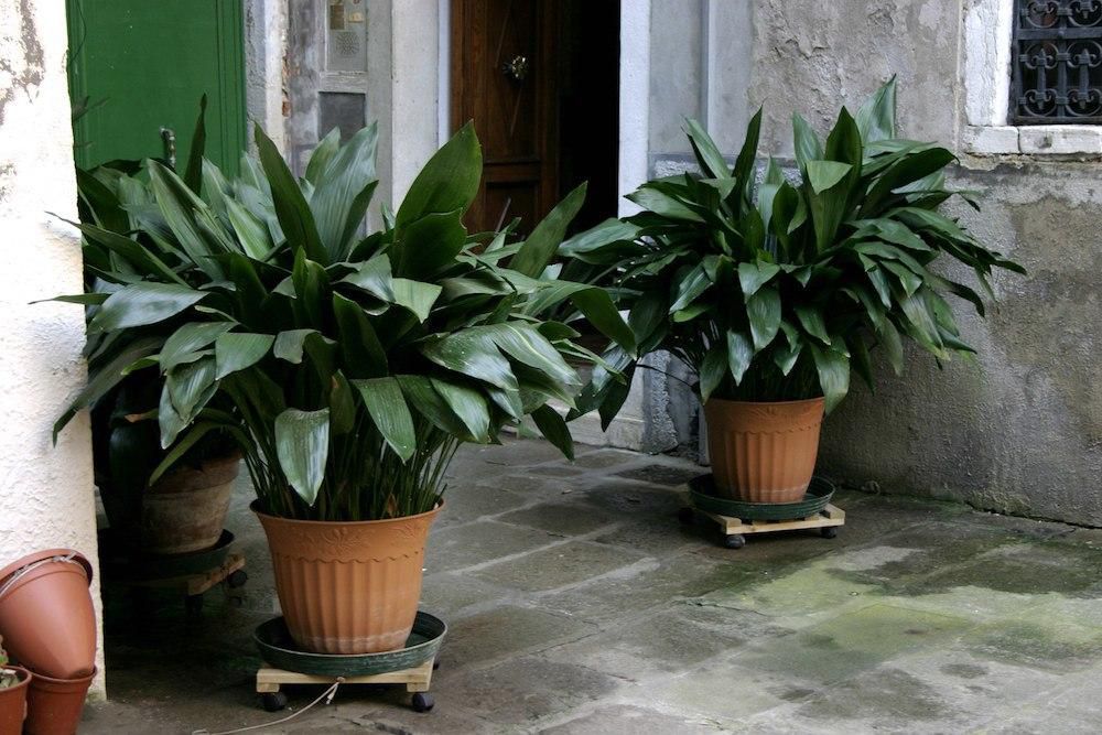 The Cast Iron Plant (Aspidistra elatior, aka the bar room plant)