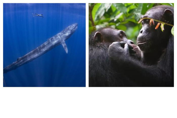 Animals that don't forget a thing