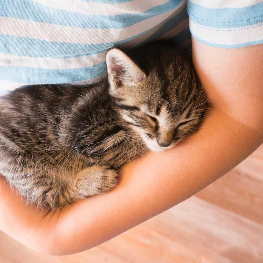 Kittens purr to indicate contentment and a sense of security [Mom.com]