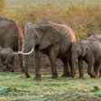 Elephants call and answer to unique names just like humans [People]