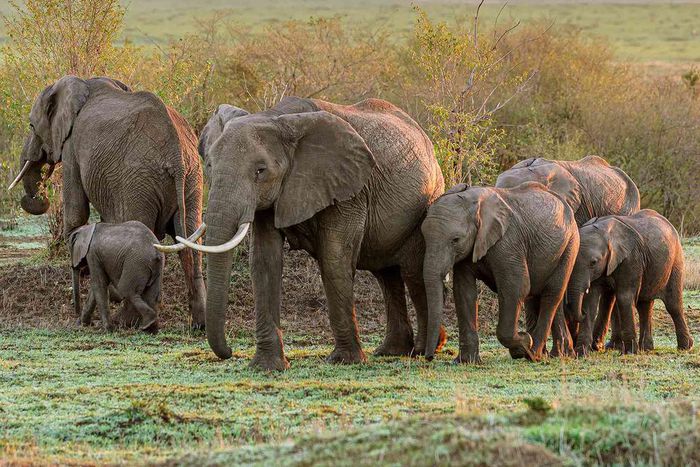 Elephants call and answer to unique names just like humans [People]
