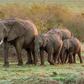 Elephants call and answer to unique names just like humans [People]