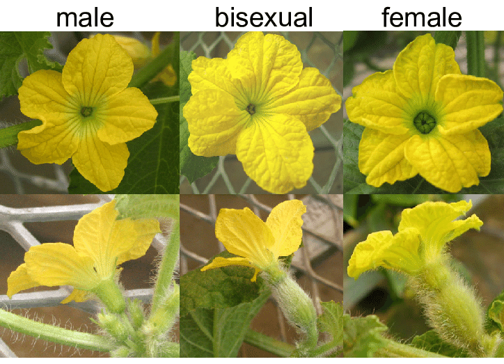 Flowers can be male, female, or both [SickVeg]