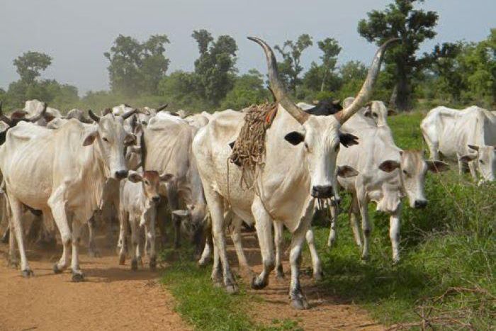 Open-grazing [Businessday NG]