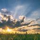 Sunshine [Family Health Care of Siouxland]