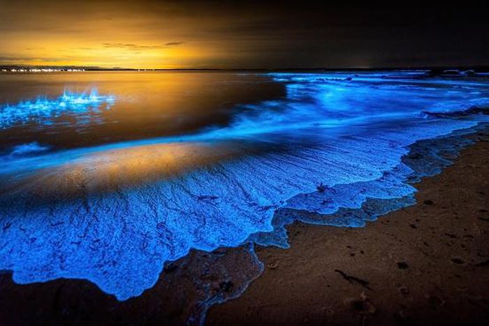 The wonders of bioluminscence [Siliconidia]