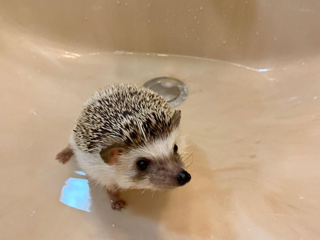 Hedgehog