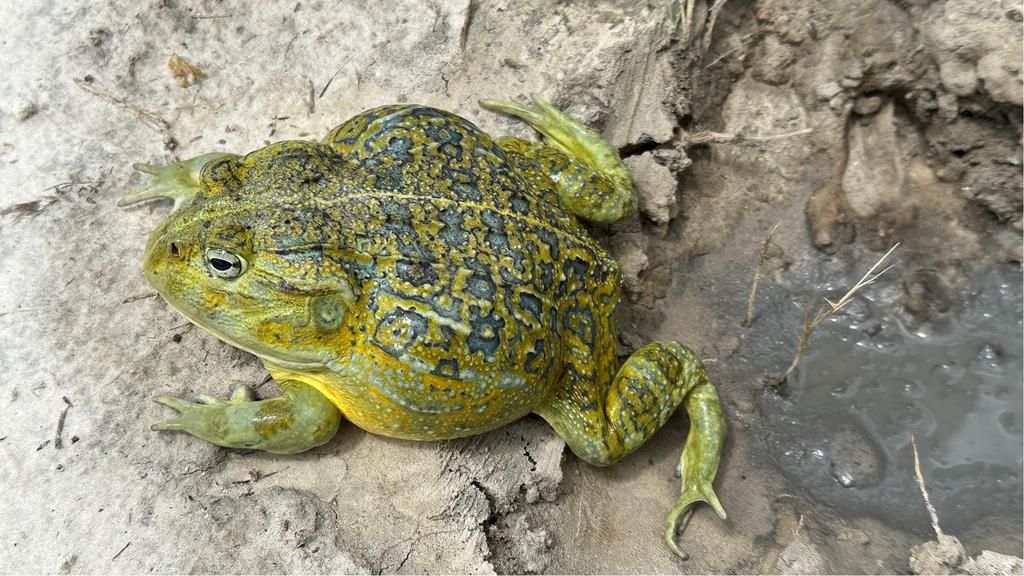 New frog species Pyxicephalus beytelli