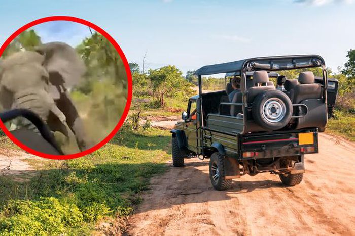 The elephant charged at the car [Onet]