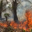 Fire destroys 50 acres of palm trees, pineapples worth ₦150m in Osun [theguardian]