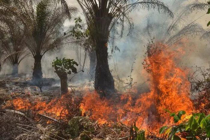 Fire destroys 50 acres of palm trees, pineapples worth ₦150m in Osun [theguardian]