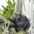 Bonobos and chimps were the apes included in the study.Kate Grounds/Edinburgh Zoo
