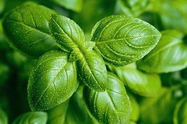 Basil [Hunker]