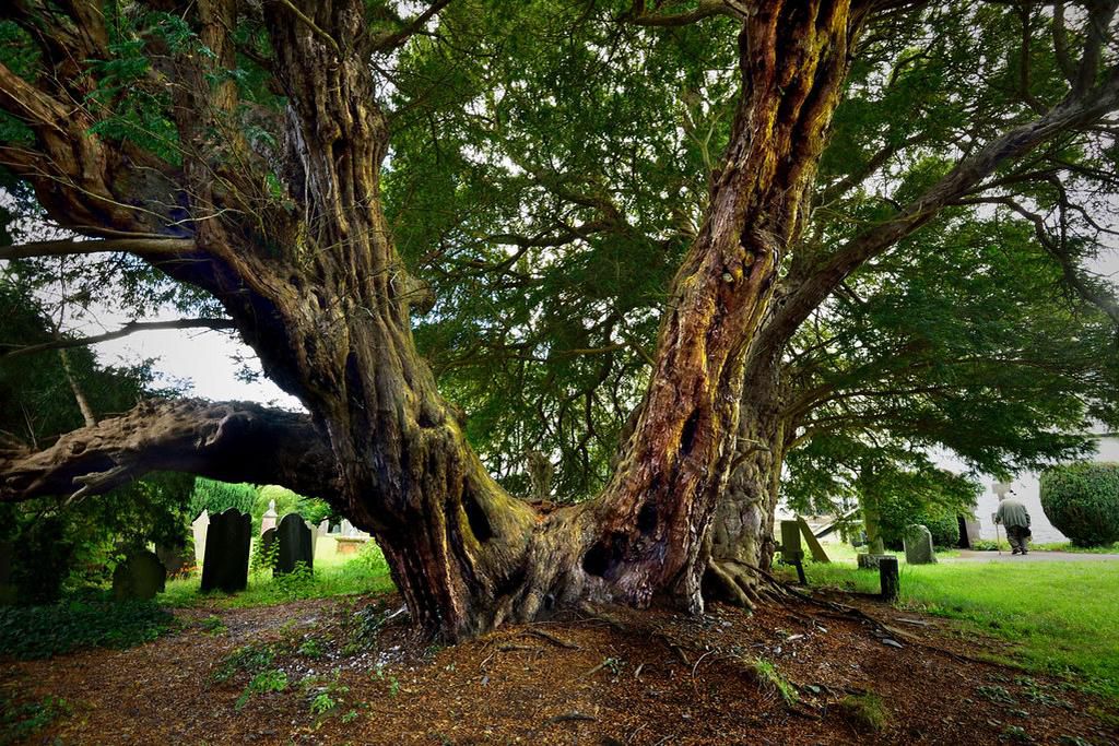 Llangernyw Yew [Flickr]