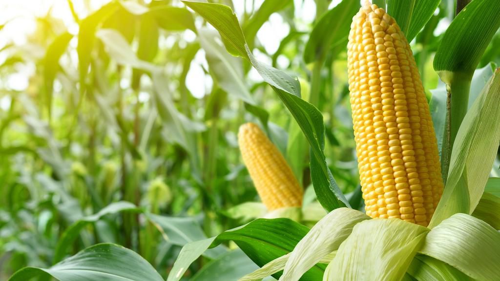 Corn is a monoecious plant [FoodRepublic]