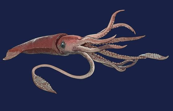 Giant squid [AdobeStock]