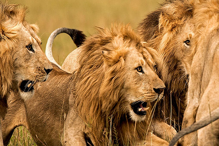 An illustrative image of lions. [Punch]