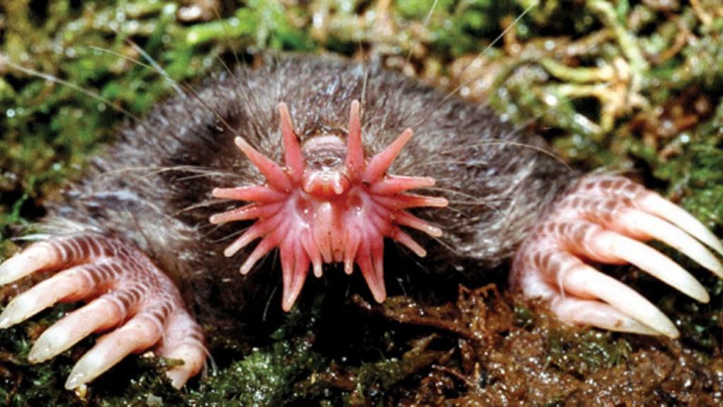 Star-nosed mole [Medium]
