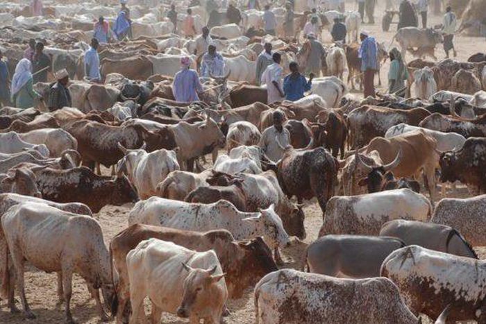 Cattle market [X.com]