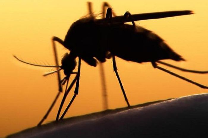 The syndrome is transmitted by mosquitoes