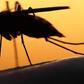 The syndrome is transmitted by mosquitoes