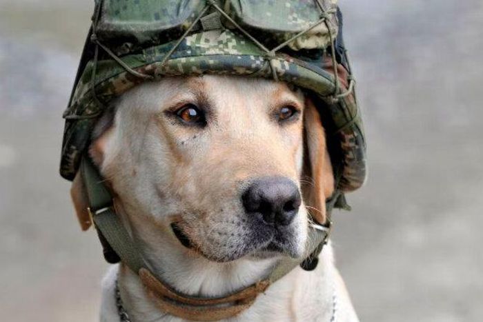 Did you know some animals go to war [RallyPoint]