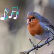 Spiritual meaning of birds singing [flypaper]