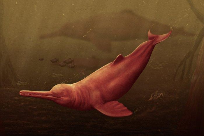 The Pebanista yacuruna is one of the largest known river dolphins [Science Advances]