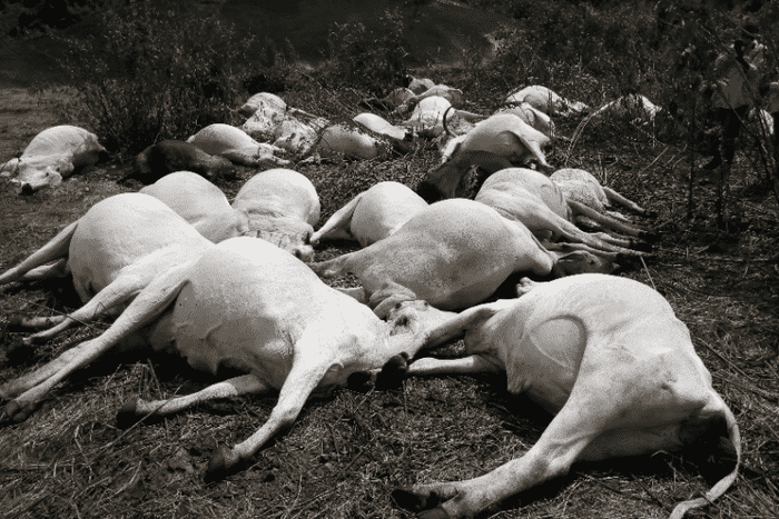 Herdsmen run helter-skelter as strange thunder kills 36 cows in one strike