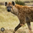 A hyena. [scitechdaily]