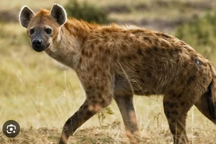 A hyena. [scitechdaily]