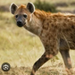 A hyena. [scitechdaily]