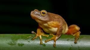 An image of a frog