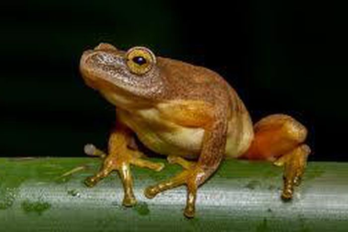 An image of a frog