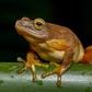 An image of a frog