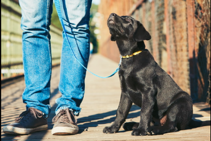 A dog owner [The Independent]