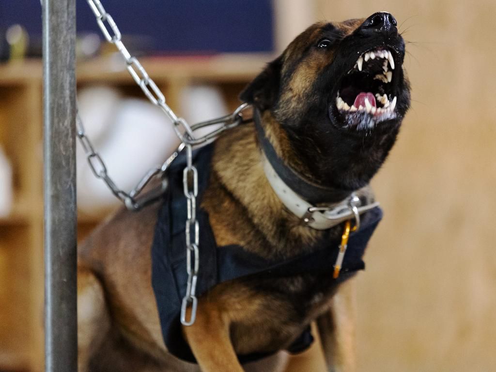 A Belgian Malinois gets trained to attack.Hannah Fowler for Insider
