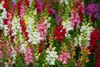 Snapdragons [harvesttotable]