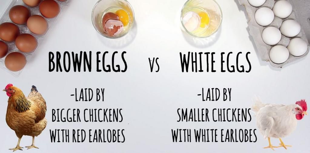 The difference between white and brown eggs [A2ZMedicalCentre]