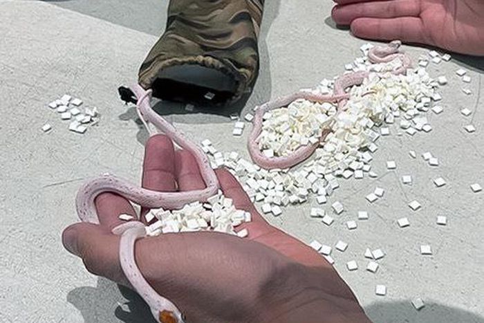 The snakes were safely removed from the airport [TSA]