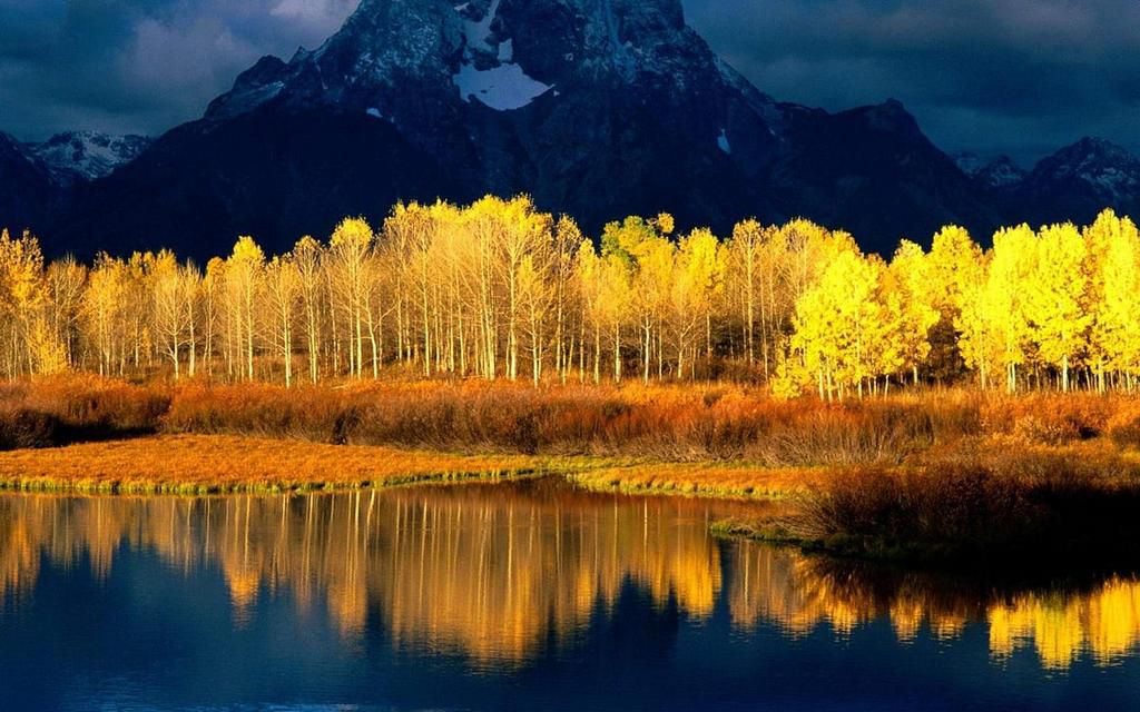 Pando tree is 80,000 years old [Medium]