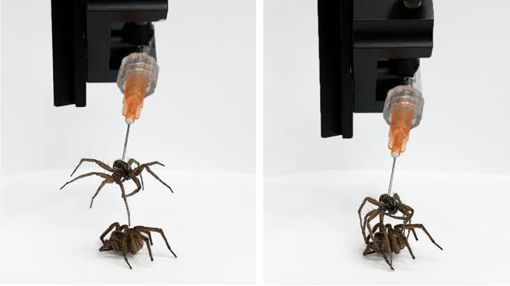 A dead spider was made into a robot [NPR]