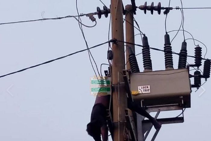 Thief hanging on the transformer [Adomonline.com]