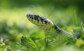 Snakes are fascinating creatures [Guideposts]