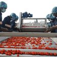 Tinubu inaugurates mega tomato processing plant in Kebbi