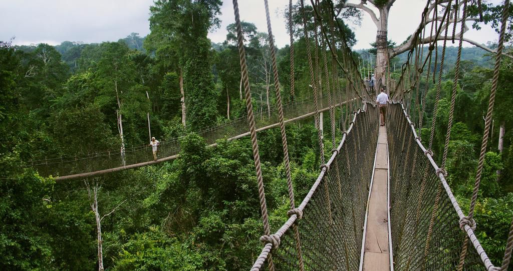 Canopy walkway kakum national park